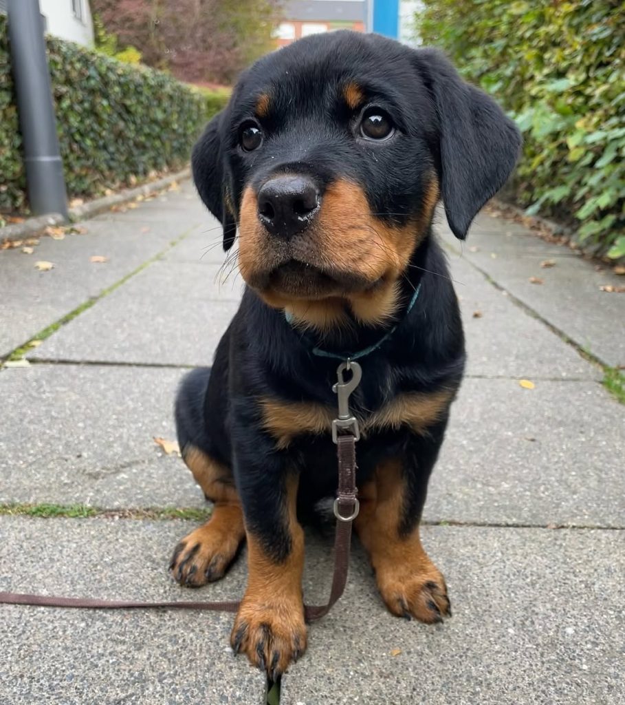 Available Puppies – Playful Rottweiler puppy kennel