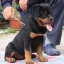 Rottweiler puppy adoption