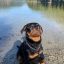 Playful Rottie Puppy Kennel